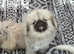 Dolly