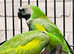 Stunned baby darbyan parrot