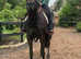 5 yo mare 15.3-16h safe mother daughter share never raced