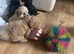 Toy poodle