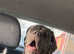 3 year old Neopolitan mastiff needs rehoming
