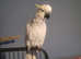 4 year old  sulphur crested cockatoo male