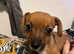 Chihuahua X Irish Terrier Puppies