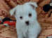 Jack russell puppies
