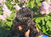 Health tested f1b cavapoo