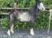 11.3/12h (ish) 3Yo Gelding Honest Pony