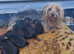 Adorable Yorkshire Terrier puppies for sale