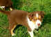 Australian Shepherd Mini