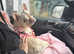 Female French bulldog
