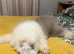 Old English sheepdog x poodles last two