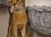 Purebred Abyssinian boy