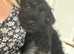 Reduced Miniature schnauzer/ poodle READY