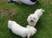 RESERVED .Gorgeous Bichon Frise for Rehoming Asap