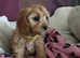 Toy poodle x Cavalier King Charles puppy