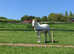 14.2 Registered Connemara Gelding Happy Hacker 18yrs old