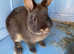 Netherland dwarf rabbits