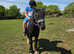 Storm 5 year old gelding