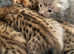 Rare F5 female Savannah kitten tica health checked stunning