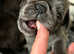 4 beautiful pug puppies