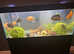 375litre fish tank full set up