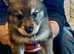 Rare and Gorgeous Utonagan Wolfalike Puppies