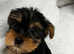 Pedigree Yorkshire terriers