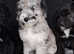 Beautiful borderdoodle / colliepoo puppies.