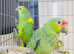 Stunning baby blue fronted and red crown Amazon parrot