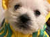 West Highland terrier puppies