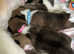 Beautiful Akita puppies