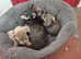 Chiweenie puppies for sale