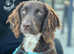 Female Cocker Spaniel