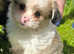 Imperial shih tzu x toy chihuahua