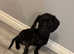 11 Week Old Bocker Girl