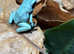 Dart Frogs for Sale - Collection in Kent (Rare Morphs Available)