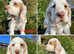 Ready now, fully DNA tested puppies