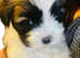 Ready to leave Lhasa apso puppies