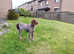 Lady the wirehaired German pointer