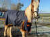 Rising 2 year old section A cross unregistered