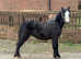 Welsh a grey colt