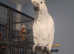 4 year old  sulphur crested cockatoo male