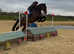 Attractive 16.2hh 6 year old Irish sport horse gelding