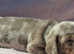 Stunning KC Miniature Dachshunds PRA clear