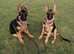 Teach control dog training