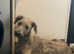 3/4 deerhound