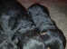 Gorgeous German rottweiler puppies