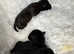 Patterdale terriers pupps