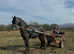 Irish draught x Friesian gelding