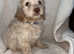 Healthy Cavapoos From Health Tested Parents