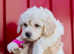 Stunning F1 Poochons